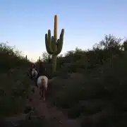 All Around Trail Horses